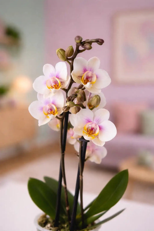 Orquídea Blanca centro fucsia suave - Orquiterapia