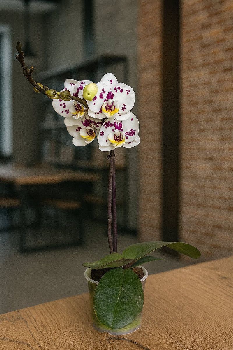 Orquídea Blanca manchas moradas - Mediana - Orquiterapia