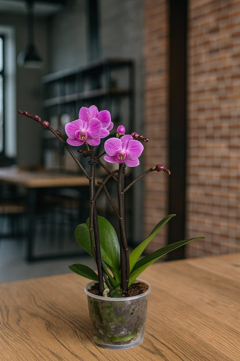 Orquídea Fucsia - Mediana 1 vara - Orquiterapia