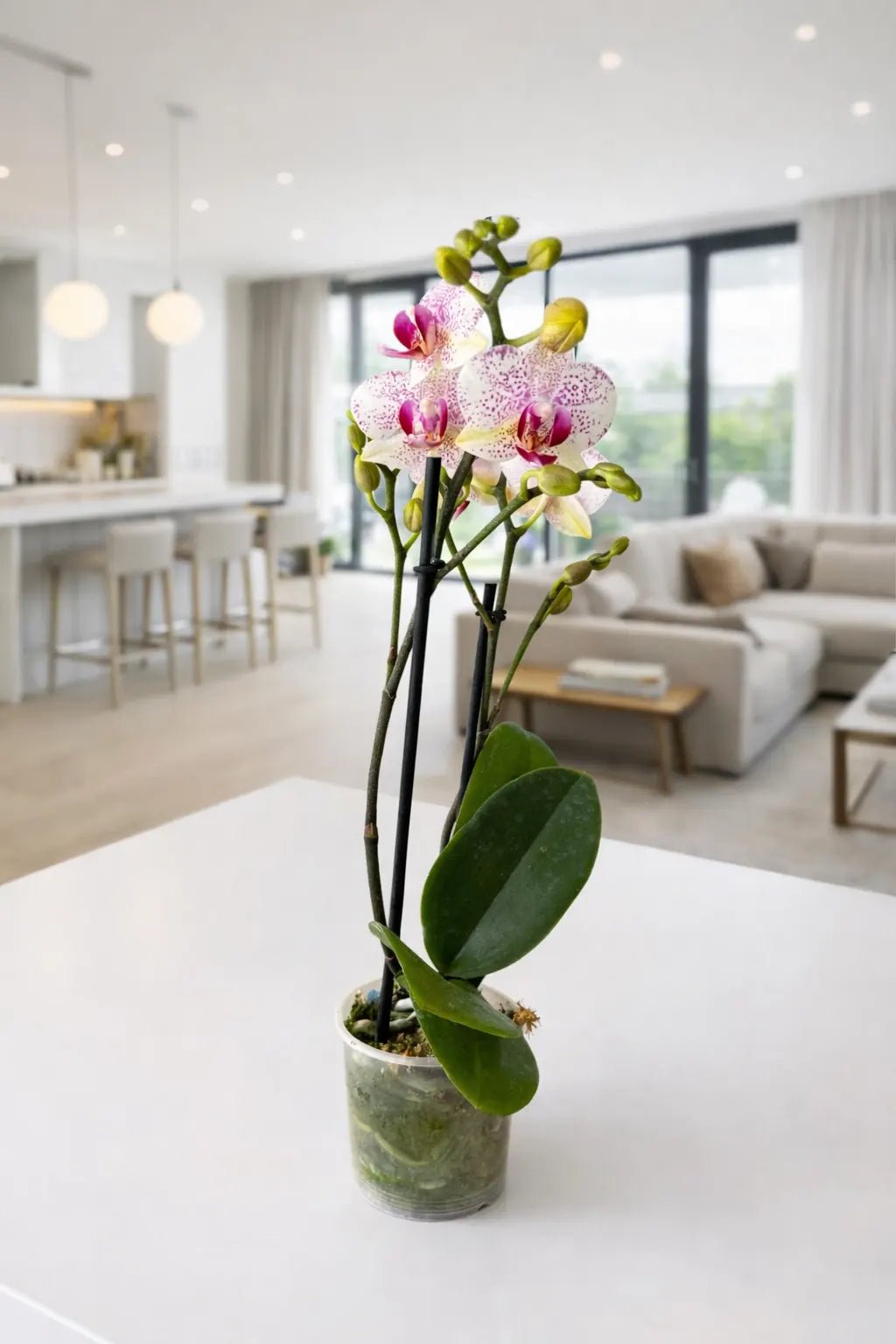 Orquídea Manchas Fucsias Plus - Orquiterapia