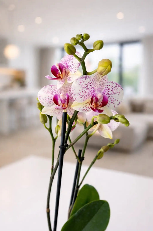 Orquídea Manchas Fucsias Plus - Orquiterapia