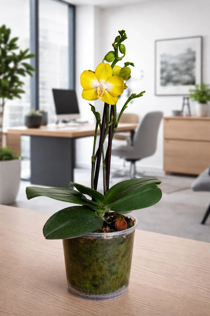 Orquídea Mediana Amarilla Centro blanco - Orquiterapia