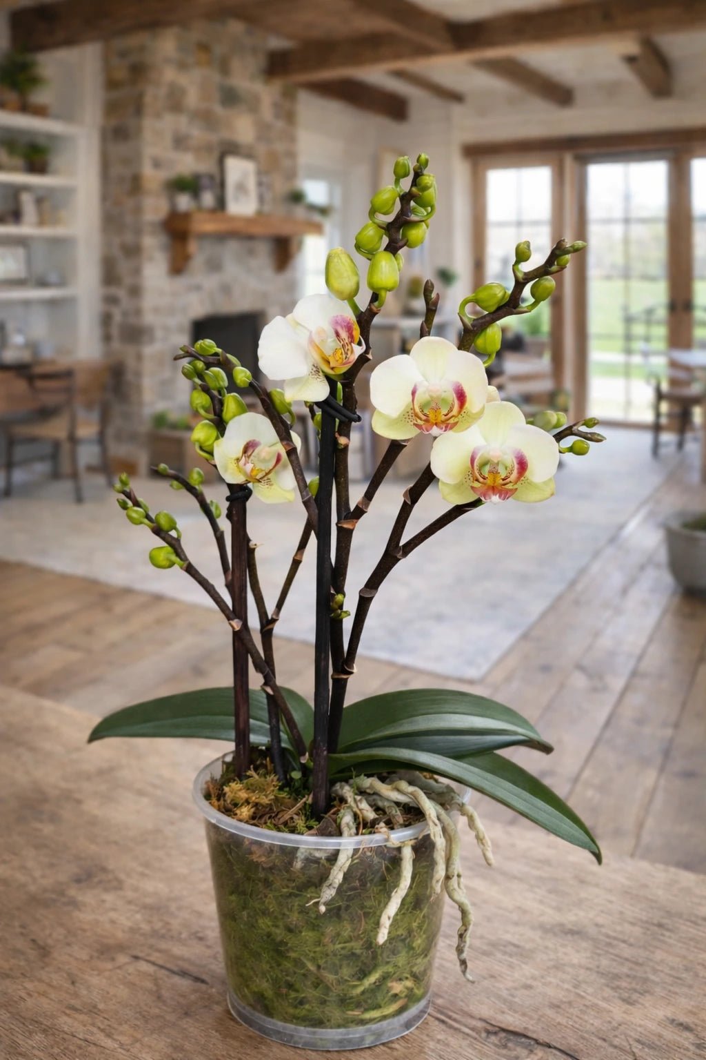Orquídea Mediana Blanca centro fucsia - Orquiterapia