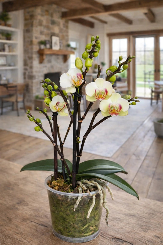 Orquídea Mediana Blanca centro fucsia - Orquiterapia