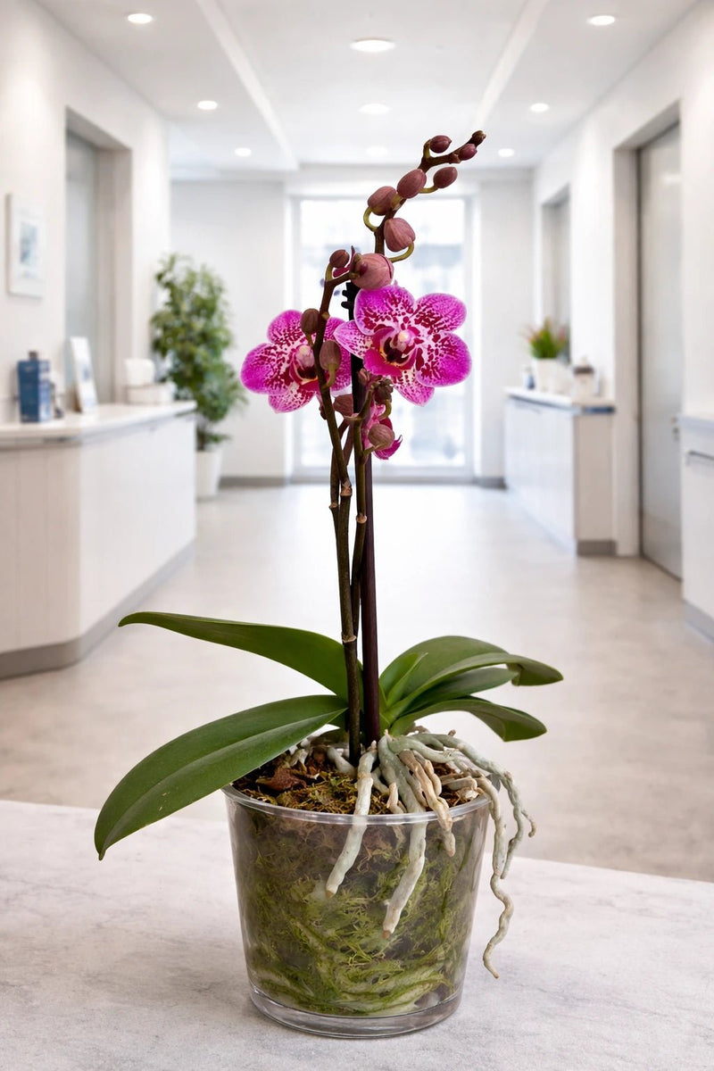 Orquídea Mediana Fucsia exótica - Orquiterapia