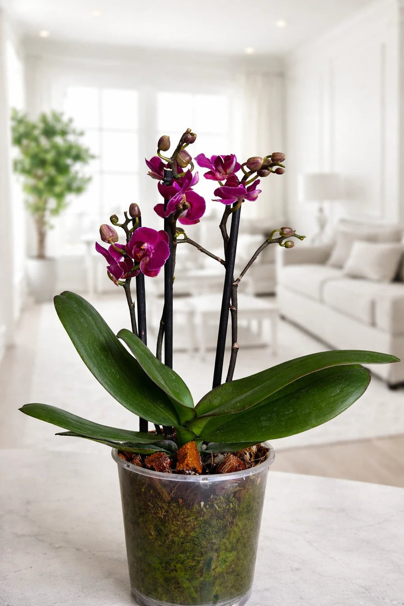 Orquídea Mediana Morado intenso - Orquiterapia