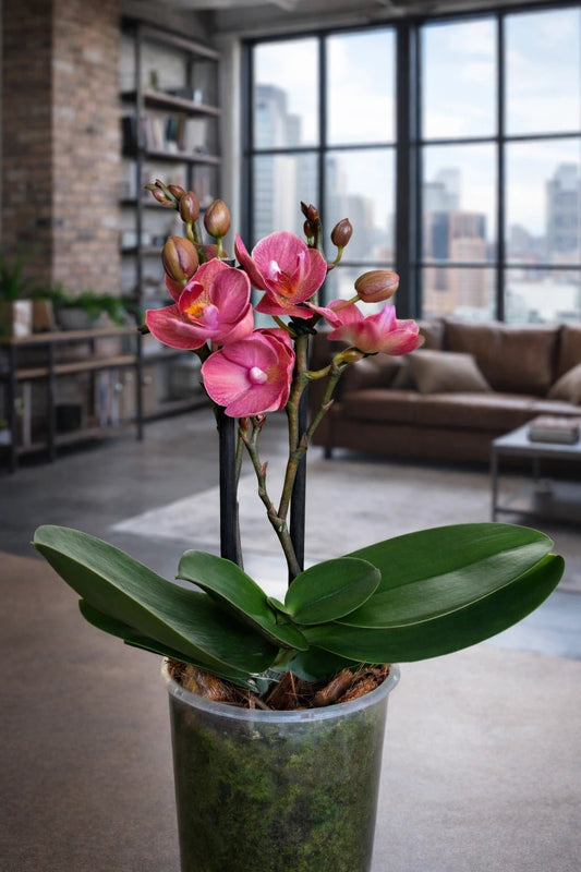 Orquídea Mediana Salmon - Orquiterapia