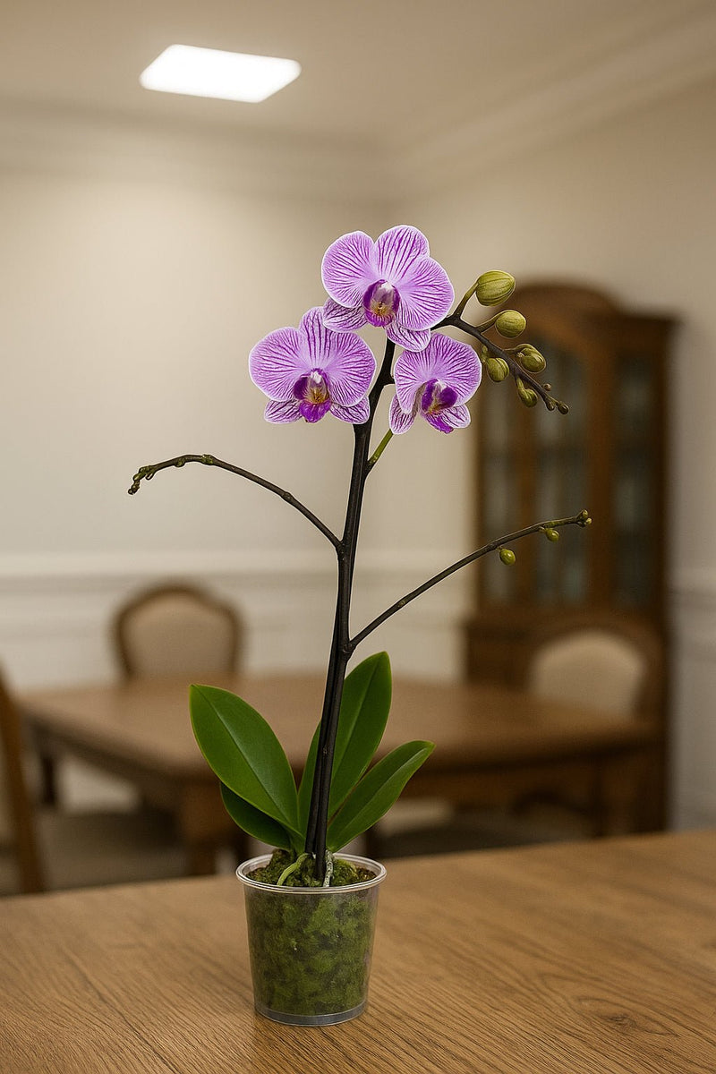 Orquídea mediana Venas Fucsias - Orquiterapia