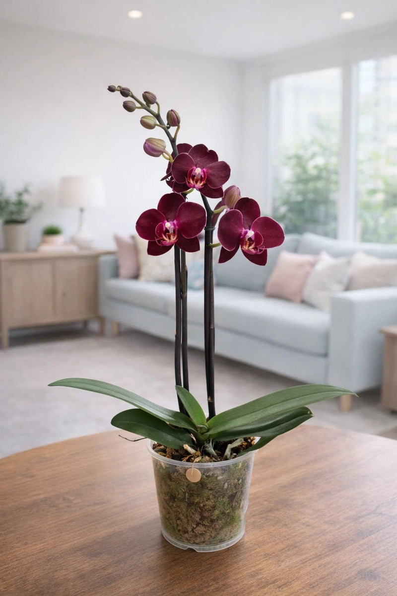 Orquídea Mediana Vino Tinto - Orquiterapia