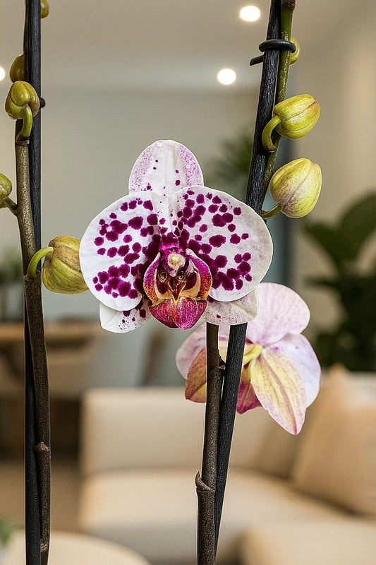 Orquídea Rosa manchas Moradas - Orquiterapia