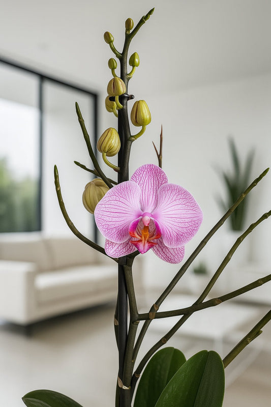 Orquídea Venas fucsias - Orquiterapia