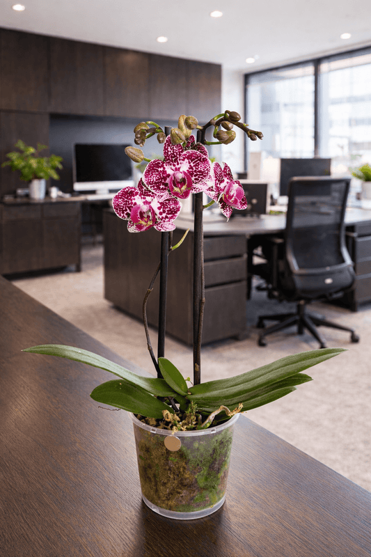 Orquídea Violeta manchada - Mediana - Orquiterapia