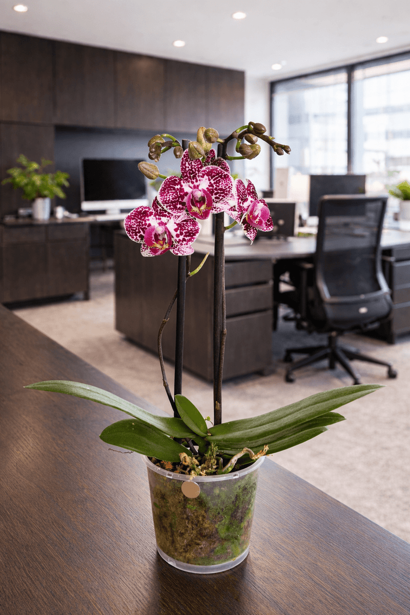 Orquídea Violeta manchada - Mediana - Orquiterapia