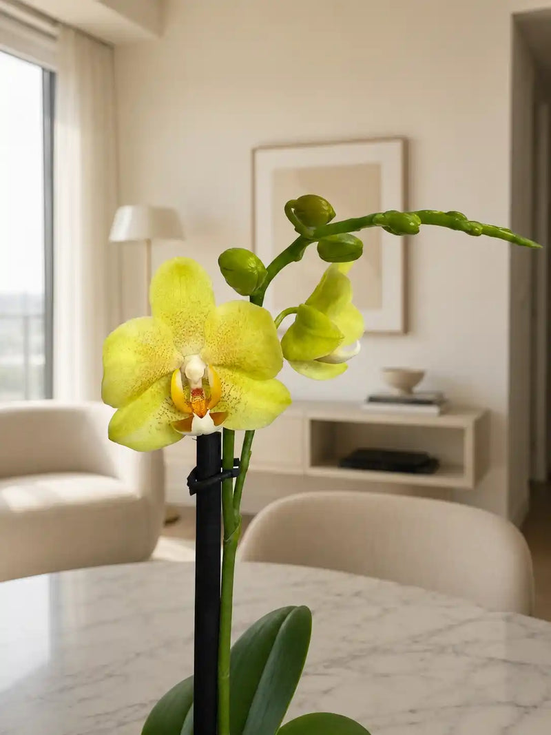 Orquídea Amarilla Pepas