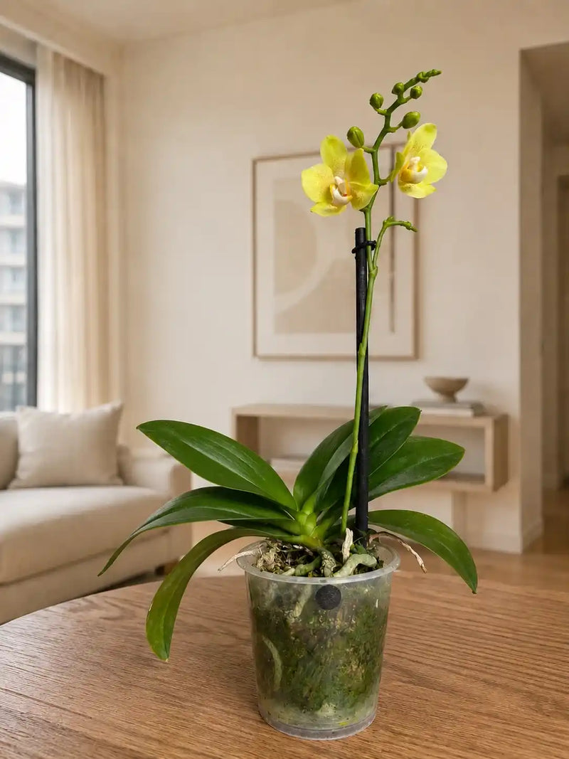 Orquídea Amarilla Pepas