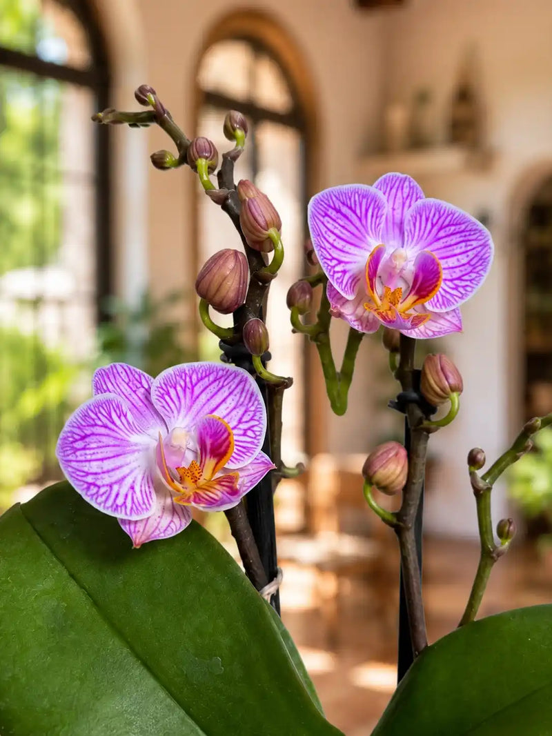Orquídea Fucsia primavera