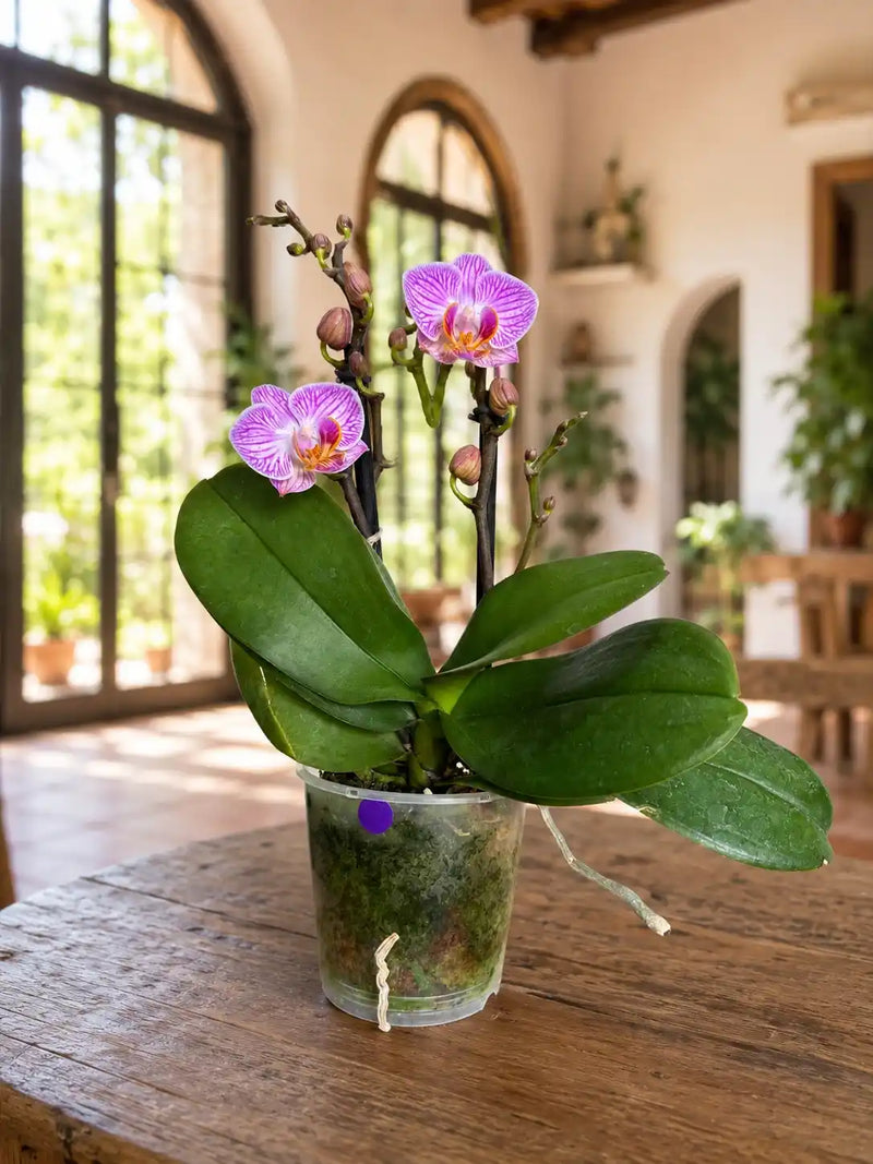 Orquídea Fucsia primavera