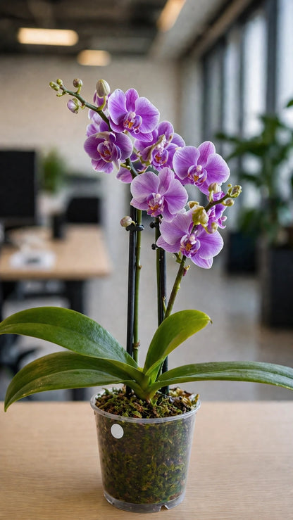 Orquídea Lila Suave