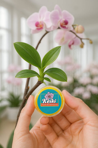 Pasta Keiki para clonar Orquídeas - Orquiterapia