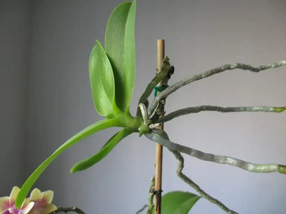 Pasta Keiki para clonar Orquídeas - Orquiterapia