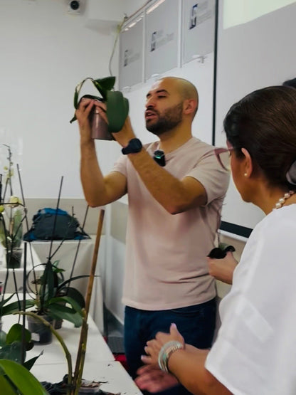 Taller de Orquídeas Phalaenopsis - Orquiterapia