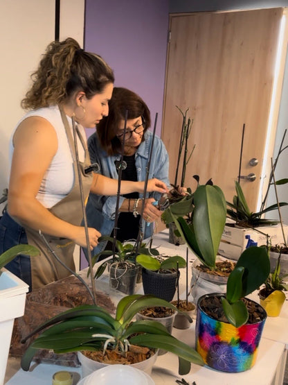 Taller de Orquídeas Phalaenopsis - Orquiterapia