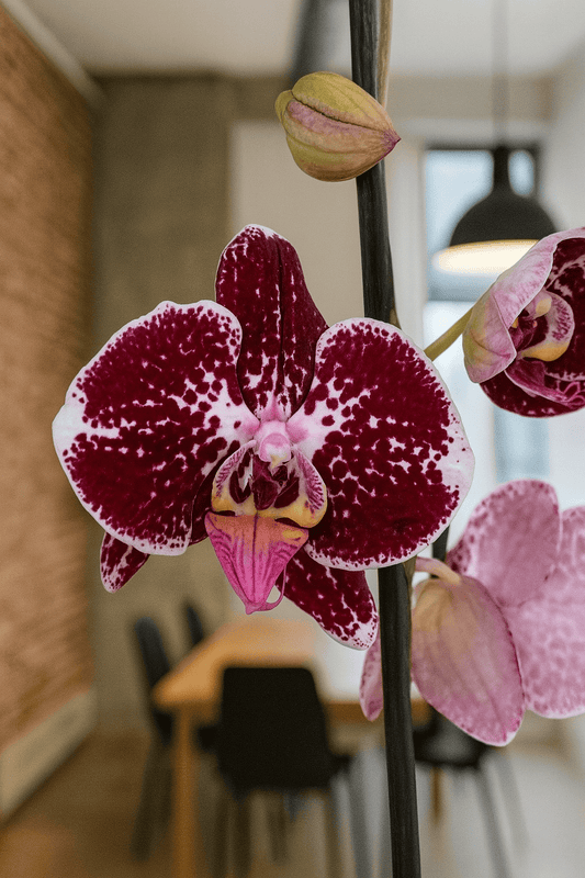 Orquídea Manchas Vinotinto